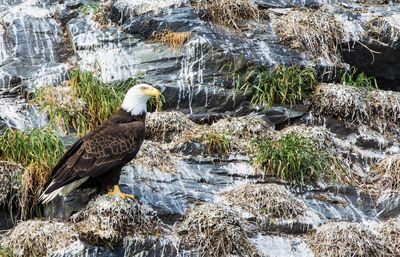 Bird perching on rock by water