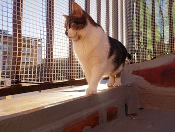 Cat looking away while sitting on window