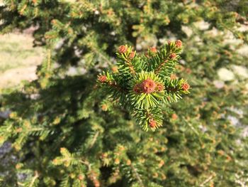 Close-up of flower tree