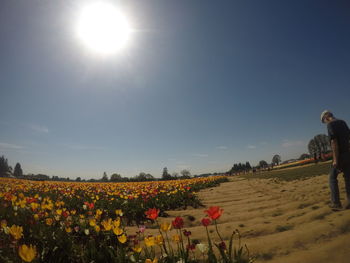 Scenic view of flowering plants on field against sky