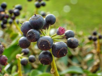 Close-up of berries growing in garden