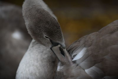 Close-up of a bird