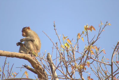 Monkey on tree branch against sky