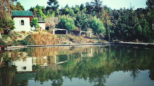 Reflection of trees in water