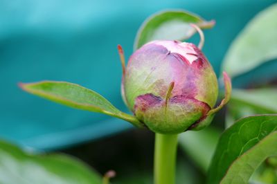 Close-up of flower bud