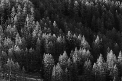 Full frame shot of trees