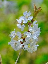 Close-up of white cherry blossoms