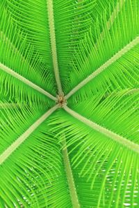 Full frame shot of palm tree