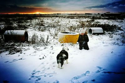 Dog standing on snow covered field