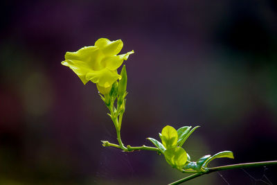 Close-up of flowering plant