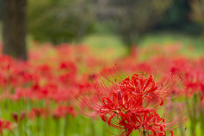 Close-up of red flowering plant on field