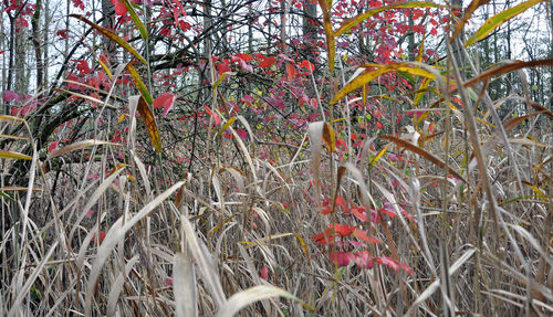 Close-up of flower tree