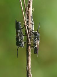 Two bee wasps 