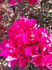 Close-up of pink flowers