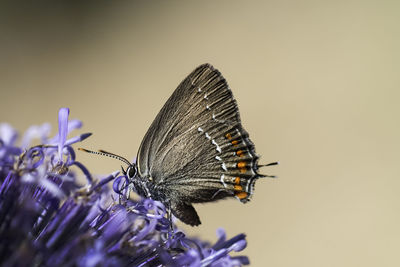 Close-up of butterfly pollinating on flower