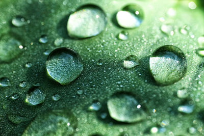 Full frame shot of water drops on leaf