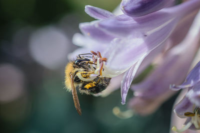 Close-up of bee on flower