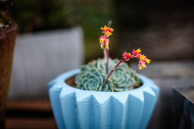 Close-up of potted plant