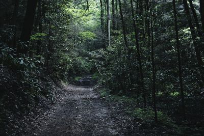 Trees in forest