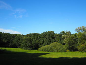 Trees on field