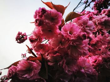 Close-up of pink cherry blossoms in spring