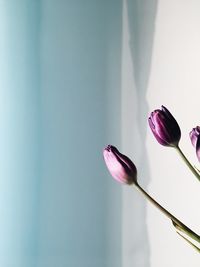 Close-up of purple flowers indoors