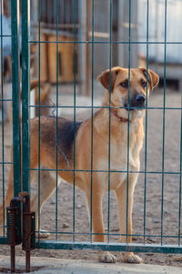 pet