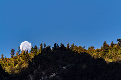 Low angle view of trees and moon against clear blue sky