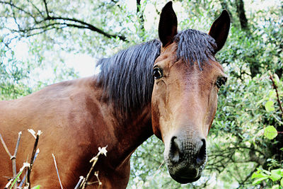 Close-up of a horse on land