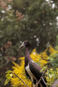 White-bellied stork also called abdims stork ciconia abdimii is found in the sub-saharan africa 