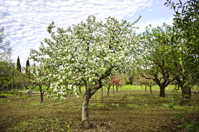 Trees on field against sky