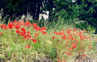 Red poppy flowers on field