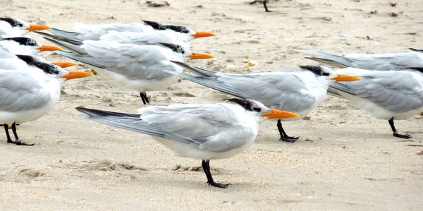 Seagulls perching on sand at beach