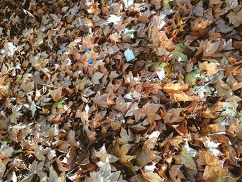 High angle view of maple leaves fallen on field