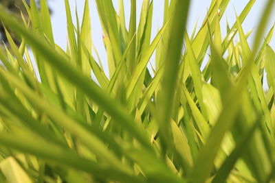 Close-up of grass