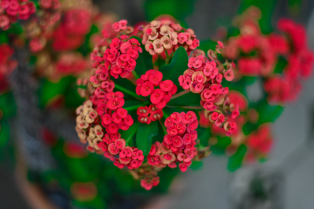 CLOSE-UP OF PINK ROSES