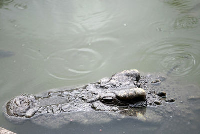 High angle view of crocodile in lake