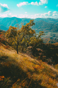 Plants growing on land against sky during autumn