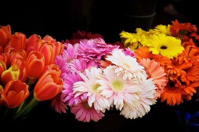 Close-up of multi colored flowers against black background