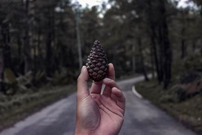 Cropped image of hand holding pine cone against trees