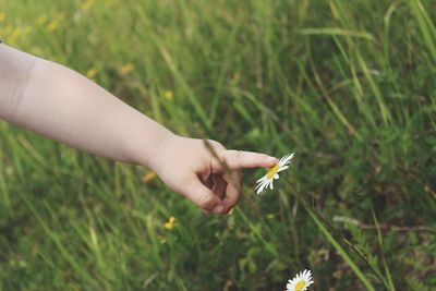 Cropped hand of child touching flower