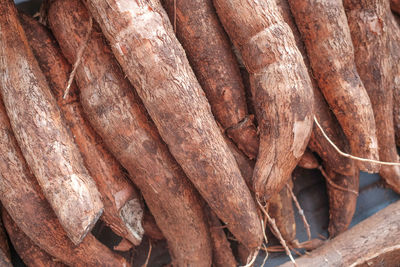 Detail shot of tree trunk