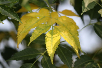 Close-up of yellow leaves