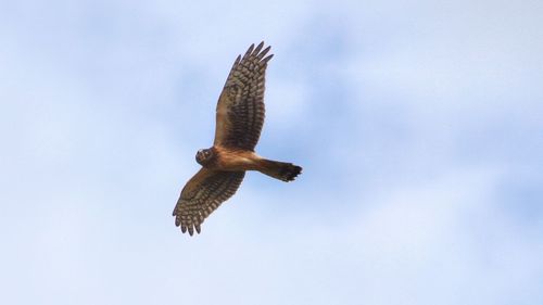 Low angle view of bird flying