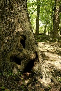 Trees in forest