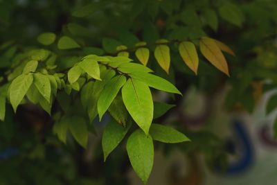 Close-up of green leaves on plant