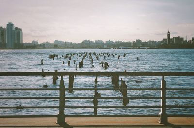 Seagulls on sea by city against sky