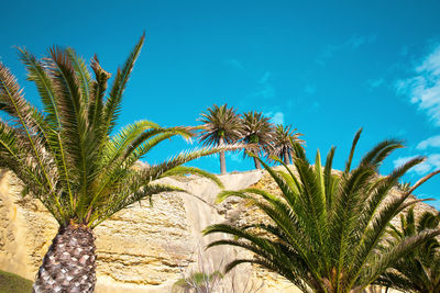 Low angle view of palm trees against sky