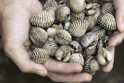 Cropped hand holding seashells