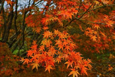 Close-up of maple leaves on tree during autumn